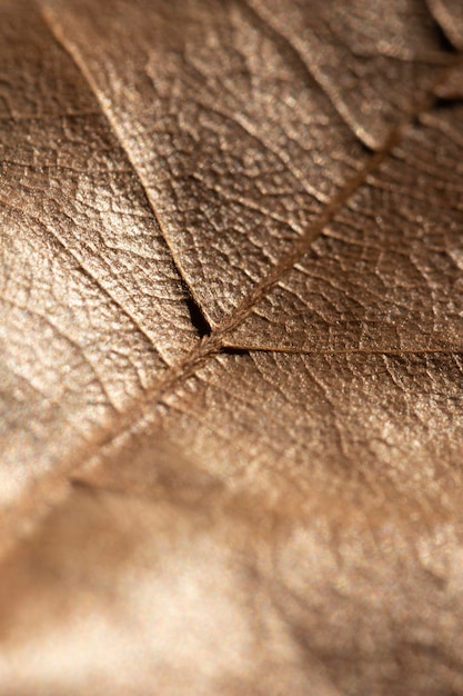 Close-up leaf organic background