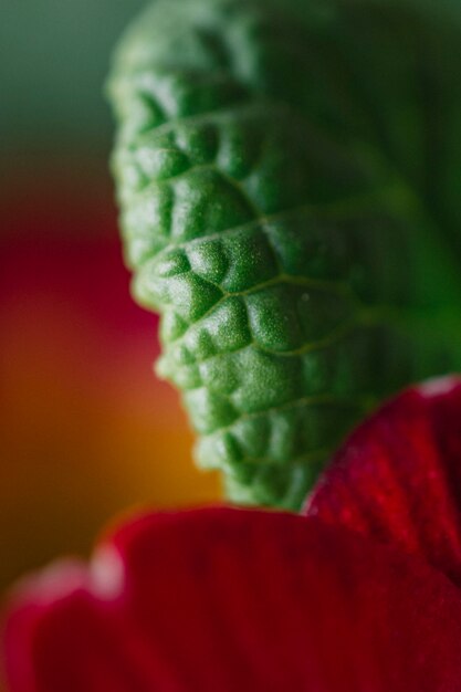 Close-up leaf and petals