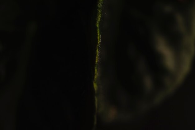 Close-up leaf side