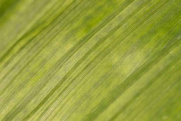 Close-up leaf texture organic background