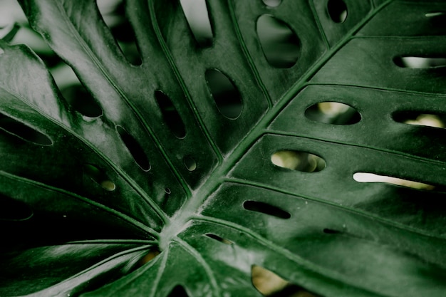 Close up of leaf texture