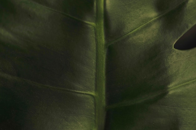 Close-up leaf veins