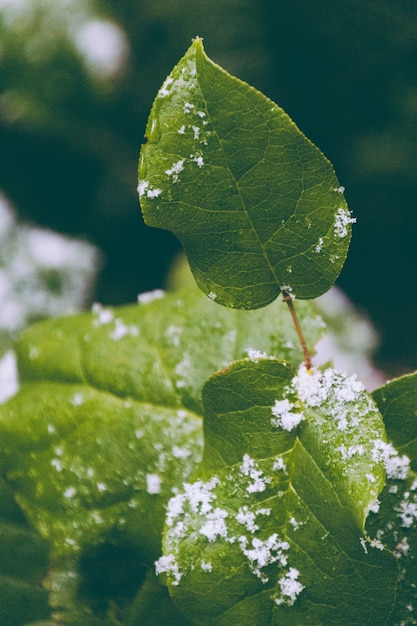 A close-up of a leaf with snowflakes