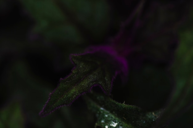 Free photo close-up leaf with violet border