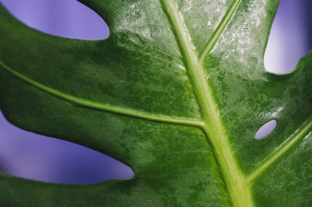 Close up of leaf