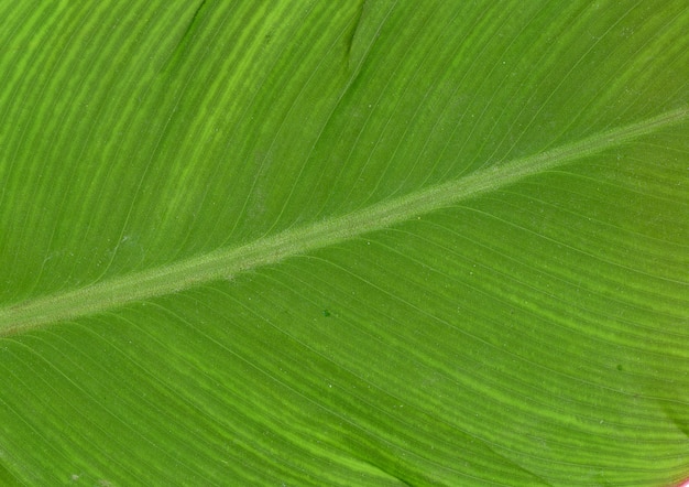 Foto gratuita primo piano foglia