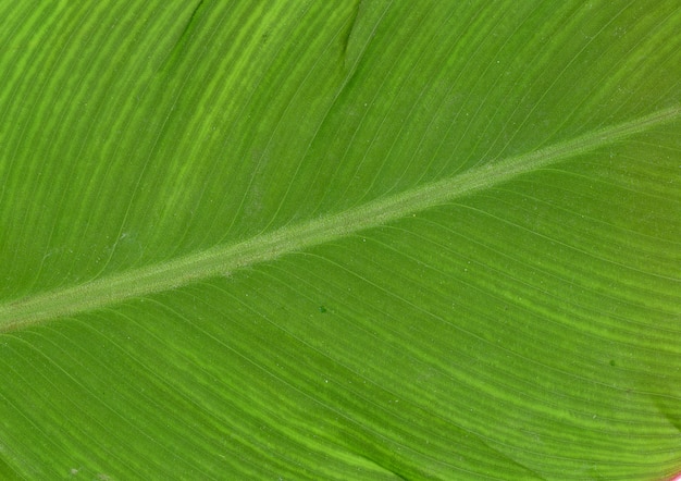Close up Leaf