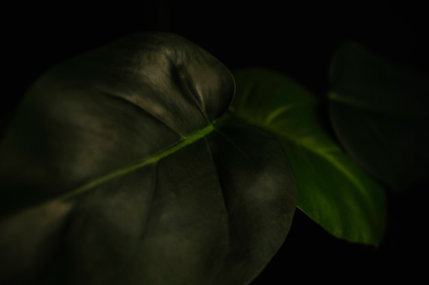 Close-up leaves of alocasia