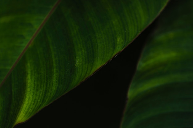 Close-up leaves on black