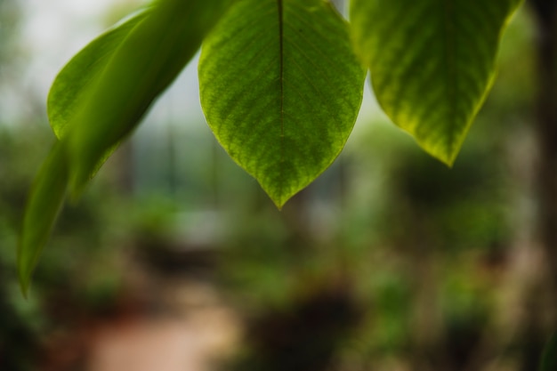 Close-up leaves of garden tree