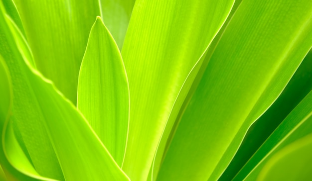 close up leaves green color and blurred greenery background in nature.green leaf fresh concept.