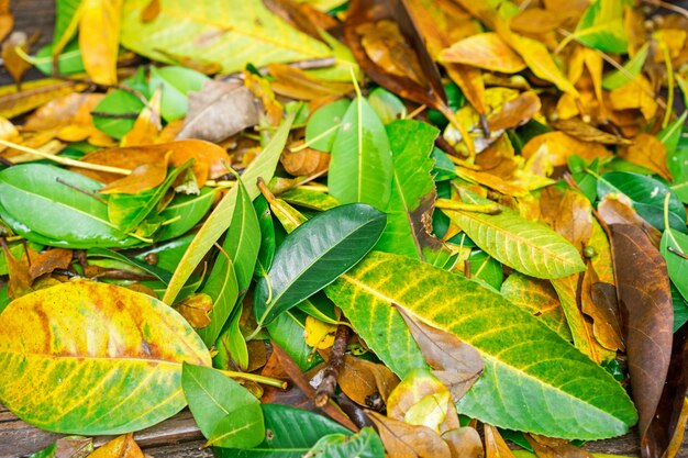 Close-up of leaves on the ground