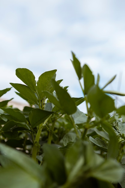 Free photo close up leaves in hedge