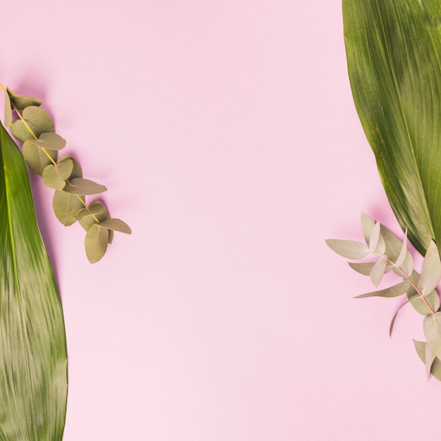 Free photo close-up of leaves on pink background