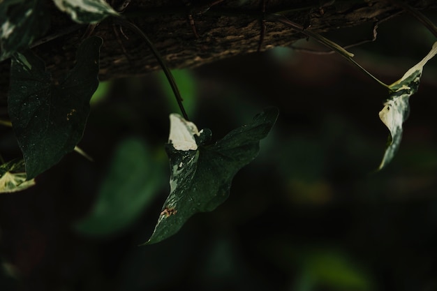 Close-up leaves on tree