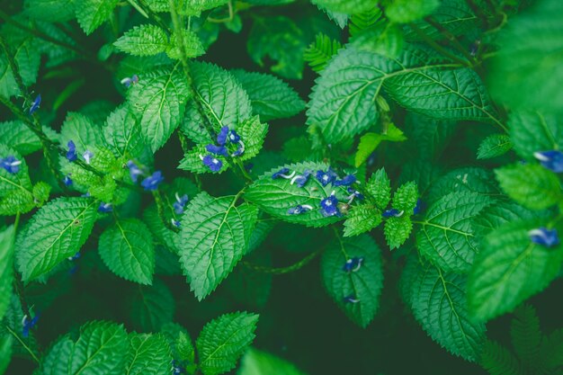 Close up leaves with blue flower petals
