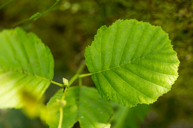 Крупным планом листья с размытым фоном на открытом воздухе