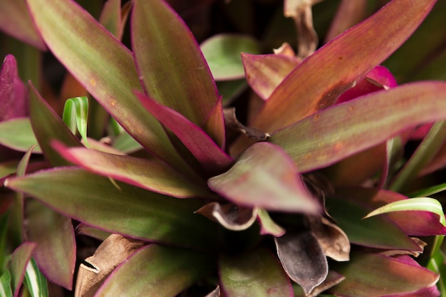 Close-up of leaves with purple details