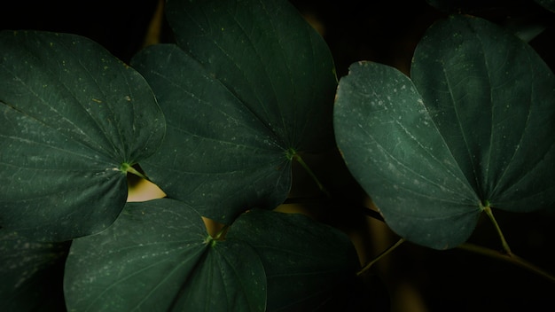 Close up of leaves