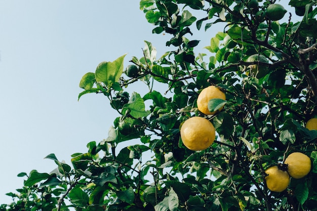 Close-up of lemons on the tree