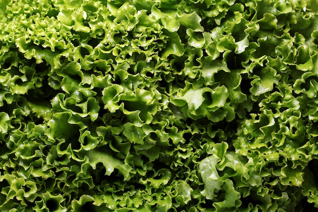 Close up of lettuce leaves