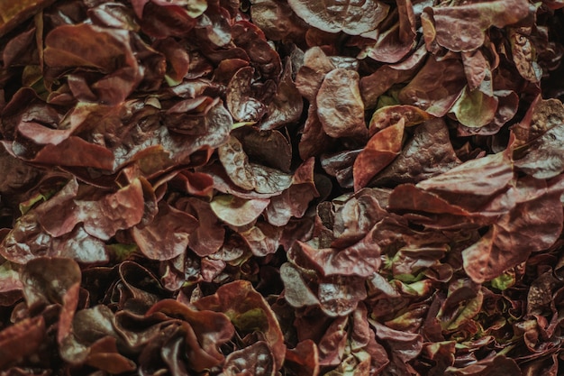 Free photo close-up of lettuce texture