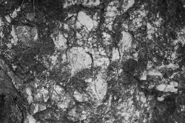 地衣類と古い岩の上に成長している菌のクローズアップ