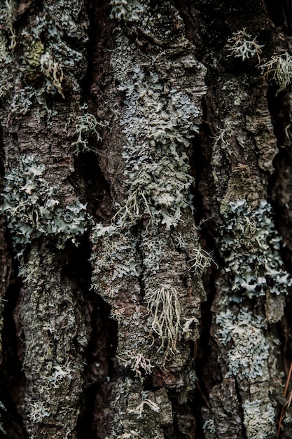 Foto gratuita primo piano di un licheni che crescono sulla terra
