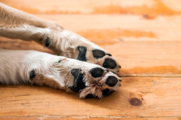 明るい色の子犬の足を閉じます。犬の足と脚は木の上にある。ホームレスの犬の足の画像を閉じます。肌の質感