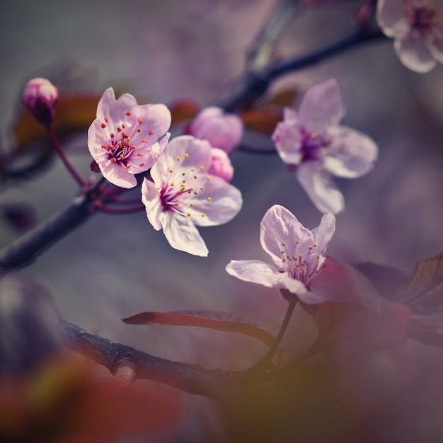 Close-up of lilies with blurred background