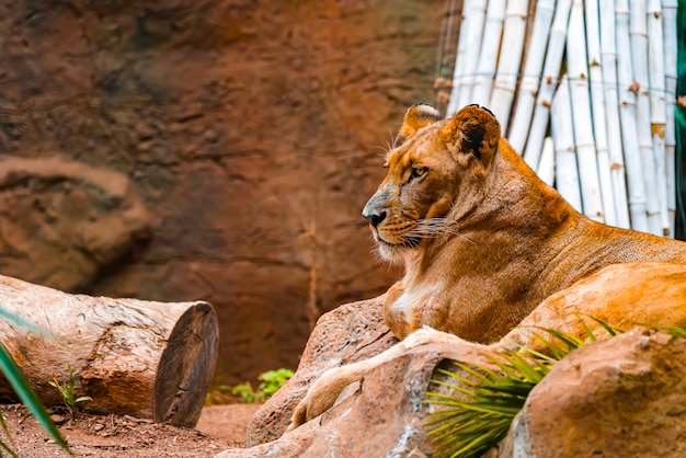 Free photo close up of lioness lying on the ground with bamboo sticks