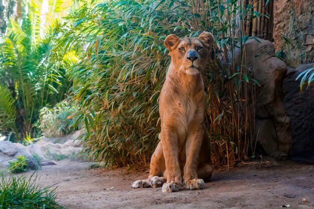 Close up of lioness sitting on the ground