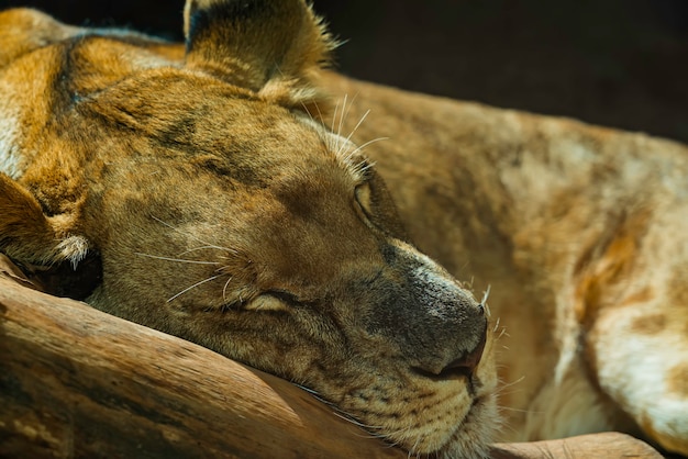 Close up of lioness sleeping