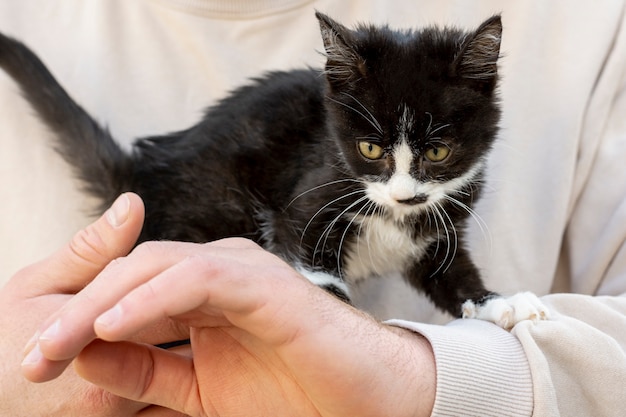 所有者の腕で小さな子猫をクローズアップ