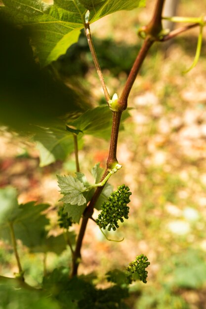 Close-up little unripe grape