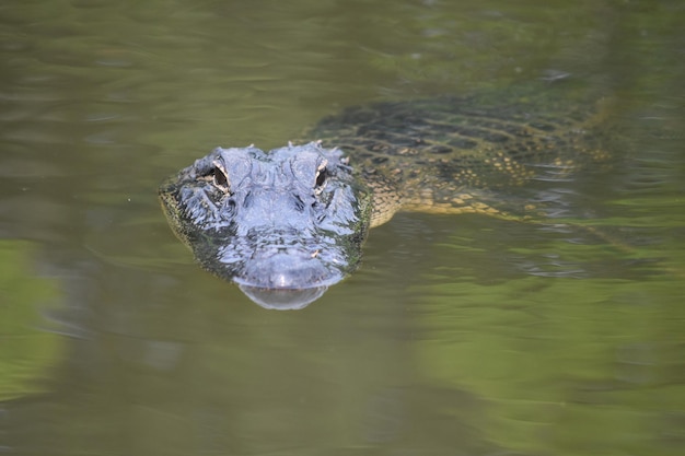 Close up look directly into the face of a swamp gator.