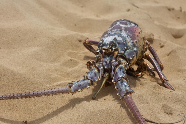 Free photo close up look at a dried out lobster shell