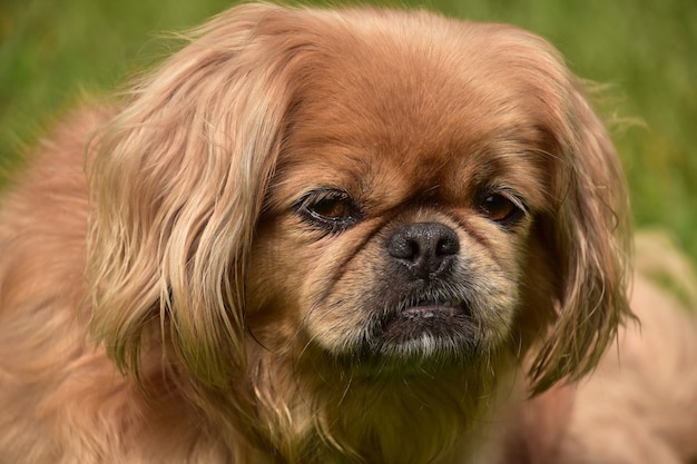 ふわふわの生姜ペキニーズ犬の顔を間近で見てください。