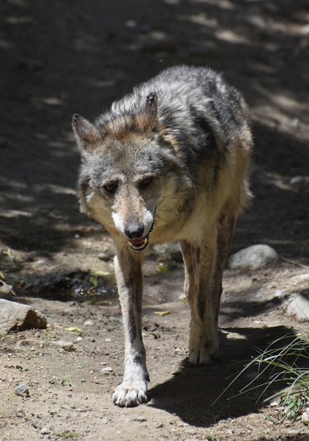 Close up look into the face of a beautiful timber wolf.