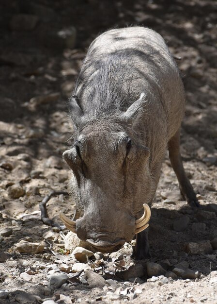 Close up look into the face of a hairy warthog.