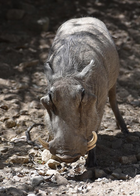 Close up look into the face of a hairy warthog.