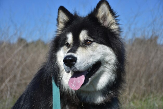 ハスキー犬の顔をクローズアップします。