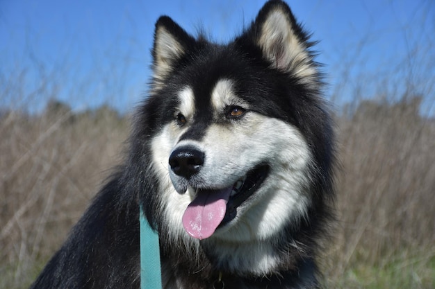 Close up look into the face of a husky dog.