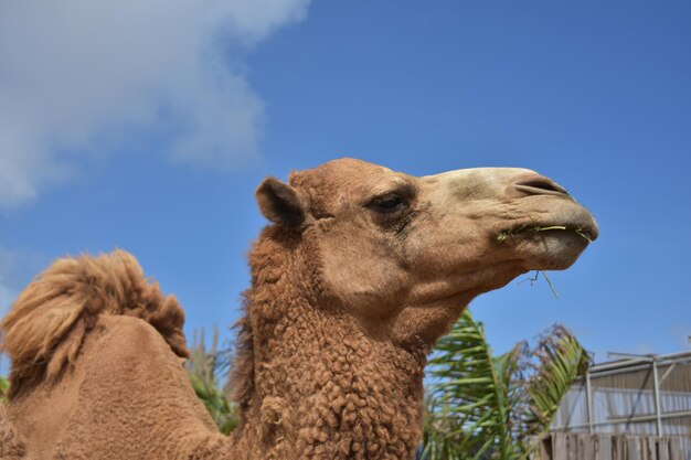 Close up look at the profile of a camel.