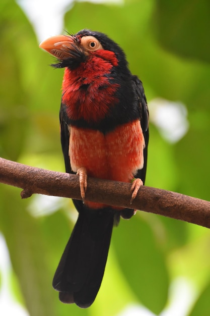 Close up look at a red and black bearded barbet bird.