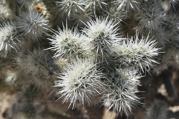 Бесплатный Фотография закройте вверх посмотрите на колючки на кактусе cholla.