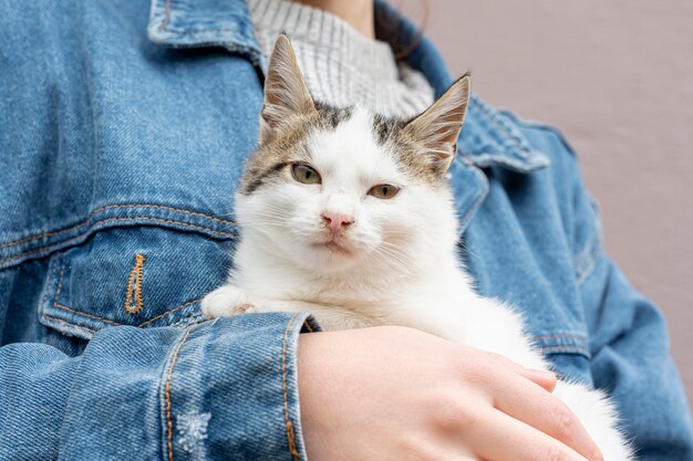 Close-up lovely cat cared by owner