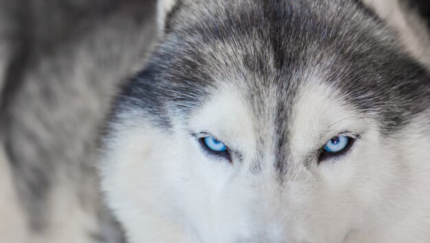 Close-up of lovely husky