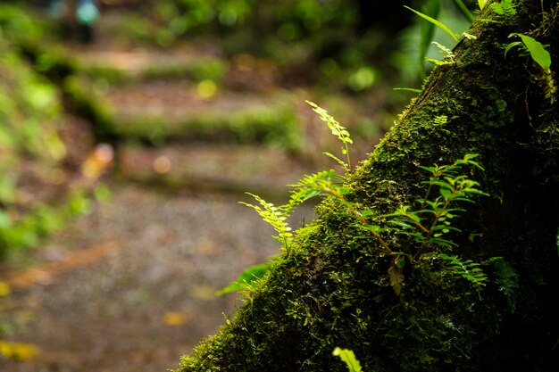 熱帯雨林の木の幹に成長している緑豊かな苔のクローズアップ