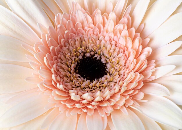 Close-up of macro bloomed flower